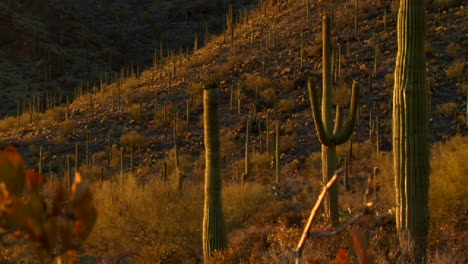 El-Mexico-Arizona-Baja-O-Desierto-De-Mojave-Salpicado-De-Cactus-1