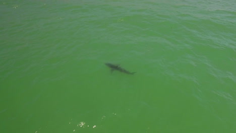 An-Aerial-Over-A-California-Beach-With-A-Great-White-Shark-Swimming-Offshore-2