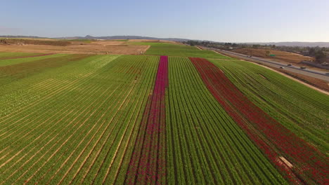 Aerial-Over-California-Flower-Fields-Near-Santa-Maria-California