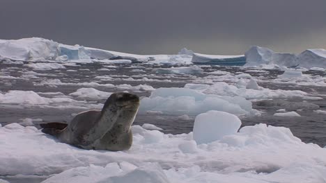 An-elephant-seal-lies-on-a-receding-glacier-in-Antarctica