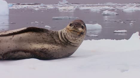 An-elephant-seal-lies-on-a-receding-glacier-in-Antarctica-1
