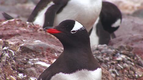 Pinguine-In-Der-Antarktis