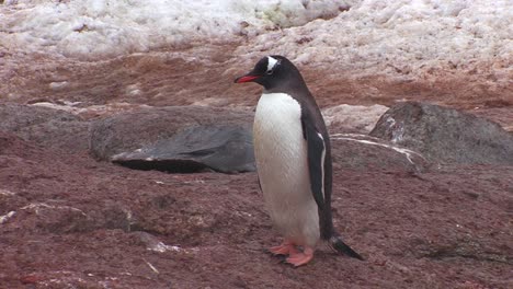 Ein-Pinguin-Posiert-Und-Putzt-Sich-In-Der-Antarktis-Region