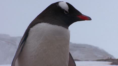 Baby-Pinguine-Werden-Von-Ihrer-Mutter-In-Der-Antarktis-Beschützt