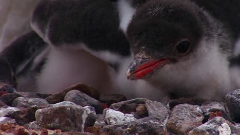 Tilt-up-of-baby-penguins-as-they-are-sheltered-by-their-mother-in-Antarctica