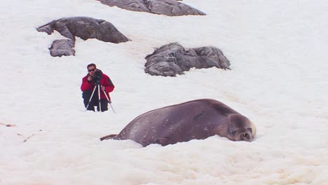 A-man-photographs-an-elephant-seal-on-an-icefield-in-the-Arctic-