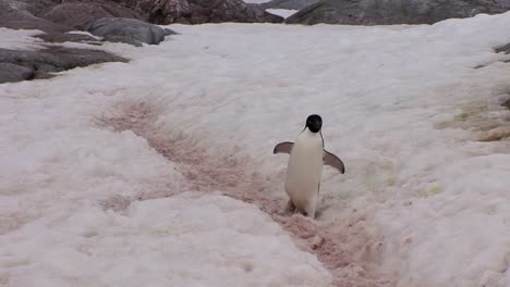 Ein-Pinguin-Geht-Auf-Einem-Verschneiten-Pfad-In-Der-Antarktis