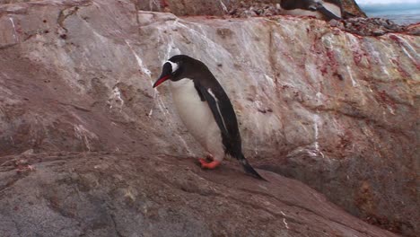 A-penguin-walks-along-a-rocky-path-in-Antarctica