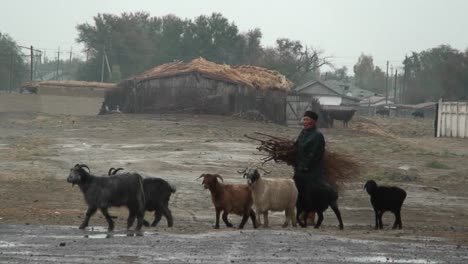 Ein-Bauer-Führt-Seine-Ziegen-Durch-Den-Regen-In-Kasachstan-Oder-Usbekistan