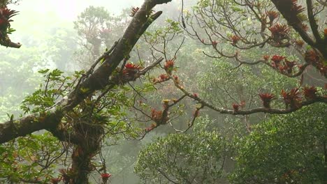 La-Niebla-Y-La-Niebla-Sopla-A-Través-De-Una-Selva-Tropical-En-La-Cima-De-Una-Montaña-En-Costa-Rica-1