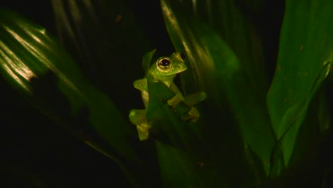 A-green-tree-frog-sits-in-the-rainforest-at-night