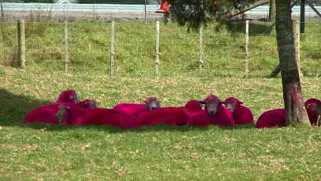 Sheep-painted-pink-or-red-rest-under-a-tree-on-a-New-Zealand-ranch