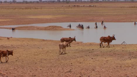 Rinder-Laufen-Zu-Einem-Fluss,-Um-Zu-Trinken,-Während-Kinder-In-Mali-Afrika-Spielen