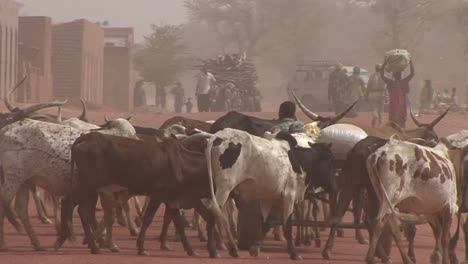 Hirten-Führen-Ihre-Tiere-Durch-Die-Wüstenstadt-Sahara-In-Mali