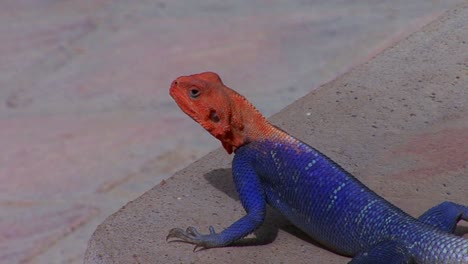 A-beautiful-red-and-blue-lizard-sits-on-a-rock-in-Africa