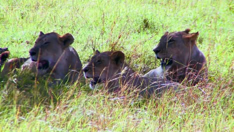 Löwen-Liegen-Im-Gras-Der-Afrikanischen-Savanne