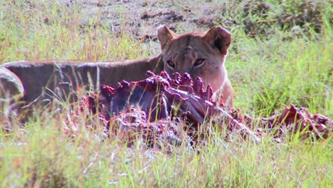 A-big-cat-eats-prey-on-the-African-savannah