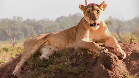 Ein-Schöner-Löwe-Posiert-Auf-Einem-Felsen-In-Afrika