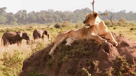 A-beautiful-lion-poses-on-a-rock-in-Africa-1