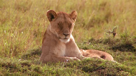 Ein-Schöner-Löwe-Liegt-Im-Gras-In-Afrika