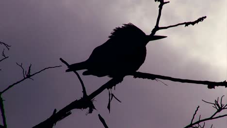 Eine-Silhouette-Eines-Vogels-Auf-Einem-Baum-Mit-Einem-Stürmischen-Himmel-Im-Hintergrund