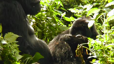 Berggorillas-Im-Dschungel