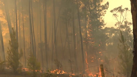 Un-Incendio-Forestal-Masivo-Ardiendo-En-El-Interior-De-Australia