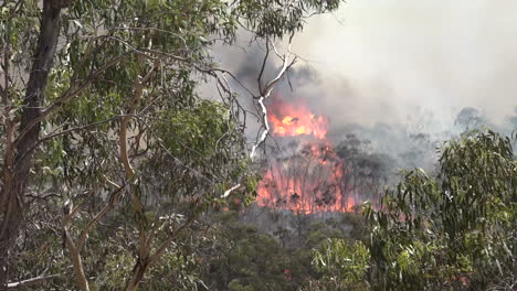 Pov-Aus-Einem-Auto-Während-Eines-Massiven-Waldbrandes-In-Australien-1