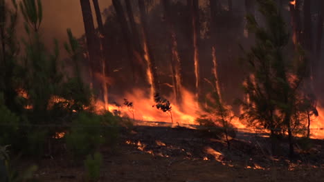 Wälder-Brennen-Während-Massiver-Waldbrände-In-Australien-Aus