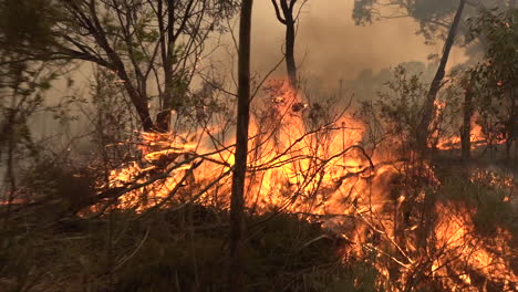 Wälder-Und-Buschwerk-Brennen-Während-Eines-Massiven-Waldbrandes-In-Australien