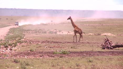 Eine-Giraffe-Durchquert-Eine-Goldene-Savanne-In-Afrika-Mit-Einem-Safarifahrzeug-Hintergrund-With