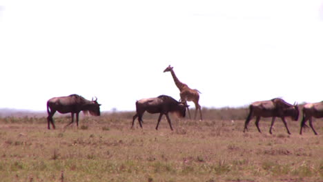 A-giraffe-crosses-a-golden-savannah-in-Africa-with-wildebeest-in-foreground