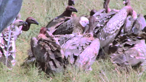 A-flock-of-vultures-rest-after-feasting-on-a-carcass