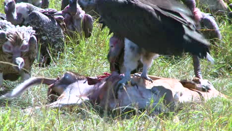A-flock-of-vultures-rest-after-feasting-on-a-carcass-1