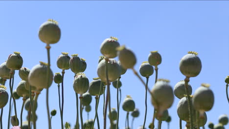 Low-angle-of-opium-poppy-flowers-against-the-sky