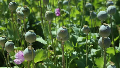 Low-angle-of-opium-poppy-flowers-against-the-sky-1
