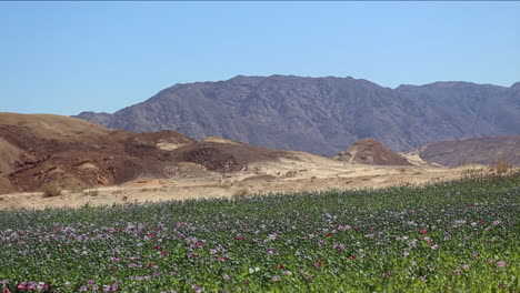 Wide-shot-of-opium-poppy-fields-in-a-Middle-Eastern-environment