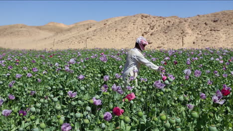 Ein-Araber-Steht-Während-Der-Erntezeit-2-Auf-Opiumfeldern
