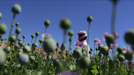Close-of-opium-poppies-growing-in-a-Middle-Eastern-country-Arab-man-nearby