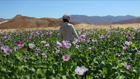 An-Arab-man-stands-in-opium-fields-during-harvest-season-3