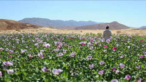 An-Arab-man-stands-in-opium-fields-during-harvest-season-4
