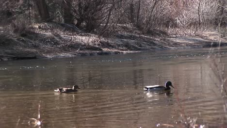 Ducks-Swim-Along-A-Fastflowing-Stream-In-Early-Winter
