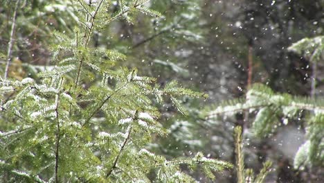A-Closeup-Look-At-Still-Green-Foliage-In-A-Heavy-Snow