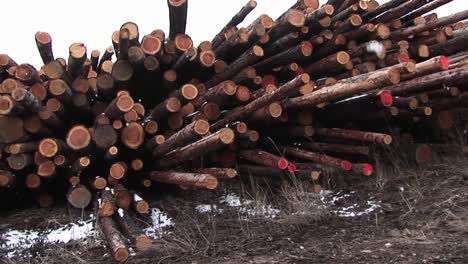 The-Camera-Pans-Stacks-Of-Cut-Logs-Of-Various-Lengths-Some-Marked-Red-On-The-Ends