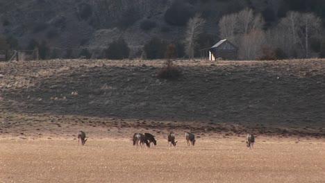 A-Herd-Of-Deer-Graze-In-A-Meadow-Near-A-Cabin