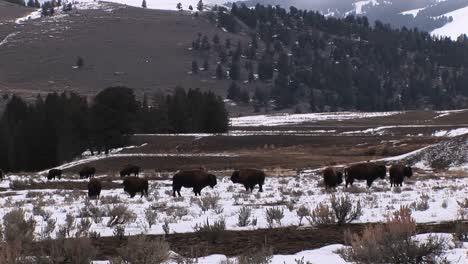 Eine-Herde-Bisons-Weidet-Auf-Einer-Schneebedeckten-Prärie