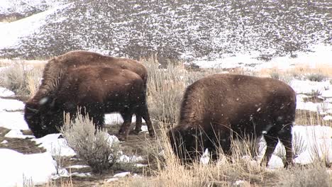 A-Herd-Of-Bison-Graze-Hungrily-During-A-Light-Snow-On-The-Prairie