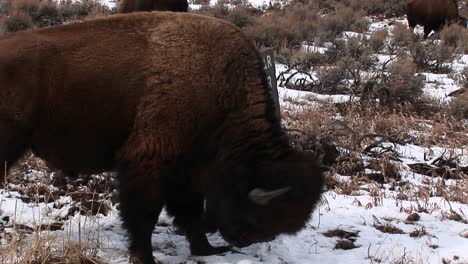 A-Bison-Takes-Time-Out-From-Grazing-To-Get-A-Good-Facial-Massage-From-A-Signpost-With-Word-Beware\"\"-Barely-Visible-Behind-Its-Massive-Body\"\"