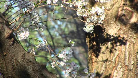 Die-Kamera-Schwenkt-Die-Gabel-Eines-Ausgewachsenen-Baumes,-Um-Sich-Auf-Blühende-Zweige-Im-Frühling-Zu-Konzentrieren