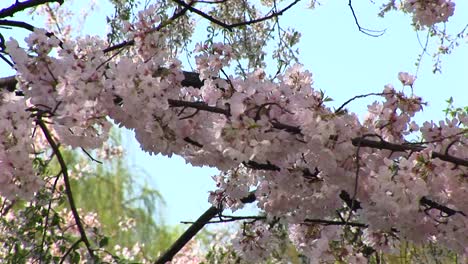 Cherry-Blossoms-Blow-Gently-With-The-Wind-In-Washington-Dc